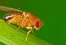 ¿Qué tan parecidas son las moscas de la fruta a nosotros?