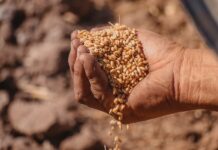 Kellogg conmemora el Día Mundial del Medio Ambiente con compromisos de sustentabilidad