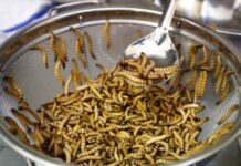 ¿Gustas una porción? Los gusanos son ricos en proteínas: UE y FAO