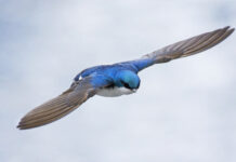 Algunas aves tienen una brújula cuántica natural en los ojos mucho más precisa que cualquier GPS