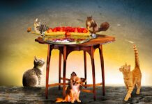 Alimentos nocivos para nuestras mascotas