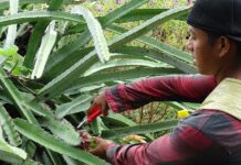 Nicaragua se alza como el principal país exportador de pitahaya en la región