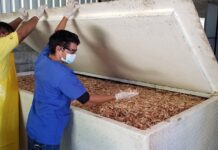 Cooperativa viejana producirá alimento para peces cultivados en estero