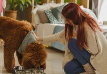 ¿Qué cuidados debo tener si mi perro está en una edad madura?