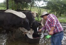 Alianza entre el BCIE y COOCARUR continúa respaldando el sector agropecuario nicaragüense