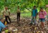 Fortalecerán la producción de cacao en Río San Juan