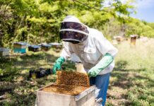Abejas de Reserva Conchal producen miel de excelencia y oportunidades laborales en Guanacaste