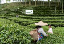 Día internacional del té: descubre sus beneficios