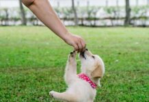 Nutrición del mejor amigo del ser humano