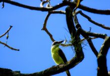 10 hectáreas de áreas verdes en Heredia se transforman en un refugio climático para la vida silvestre