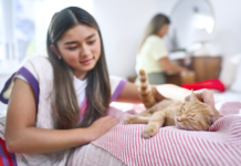 Transforma la vida de tu gato. Beneficios clave de la esterilización y consejos de cuidado