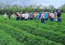 Banpro con productores de maní