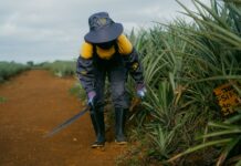 Banano y piña en Costa Rica enfrentan retos del Cambio Climático