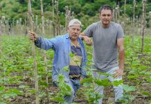Agricultores transforman su producción de tomate y pepino de la mano de Tierra Fértil