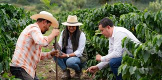 Nestlé contribuye a la siembra de más de 2 millones de árboles en Centroamérica y acelera la transición hacia cadenas de abastecimiento libres de deforestación