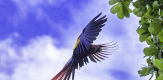 Punta Leona se opone a iniciativa para legalizar cautiverio de las lapas