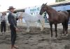 Banpro presente en la XV Feria Internacional del Caballo Nicaragua 2026