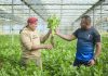 230 agricultores transforman sus cultivos y generan nuevas oportunidades en el campo