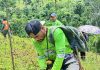Arranca la siembra de 127 mil árboles en Bonanza