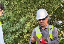 Construir sin desplazar la vida: el reto de proteger la biodiversidad durante las obras de infraestructura