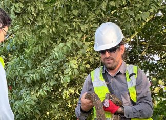 Construir sin desplazar la vida: el reto de proteger la biodiversidad durante las obras de infraestructura