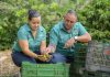 De sembrar café a limones: la historia de un productor que apostó por cambiar su destino