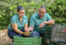 De sembrar café a limones: la historia de un productor que apostó por cambiar su destino