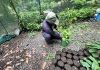 Punta Leona convierte su vivero en un “banco de vida de regeneración” para impulsar la biodiversidad del territorio