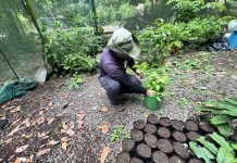 Punta Leona convierte su vivero en un “banco de vida de regeneración” para impulsar la biodiversidad del territorio
