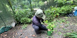 Punta Leona convierte su vivero en un “banco de vida de regeneración” para impulsar la biodiversidad del territorio