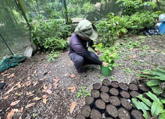 Punta Leona convierte su vivero en un “banco de vida de regeneración” para impulsar la biodiversidad del territorio