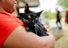 ¿La castración cambia la personalidad de los gatos? Cinco mitos que todo tutor debería conocer