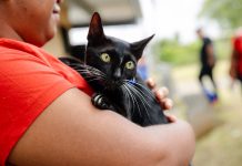 ¿La castración cambia la personalidad de los gatos? Cinco mitos que todo tutor debería conocer