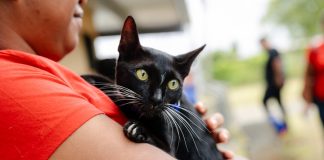 ¿La castración cambia la personalidad de los gatos? Cinco mitos que todo tutor debería conocer