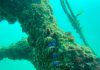 Punta Leona suma más de 75 arrecifes artificiales para restaurar la vida marina de Playa Blanca y proteger Humedal Marino