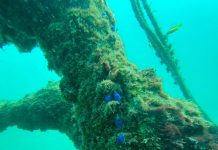 Punta Leona suma más de 75 arrecifes artificiales para restaurar la vida marina de Playa Blanca y proteger Humedal Marino